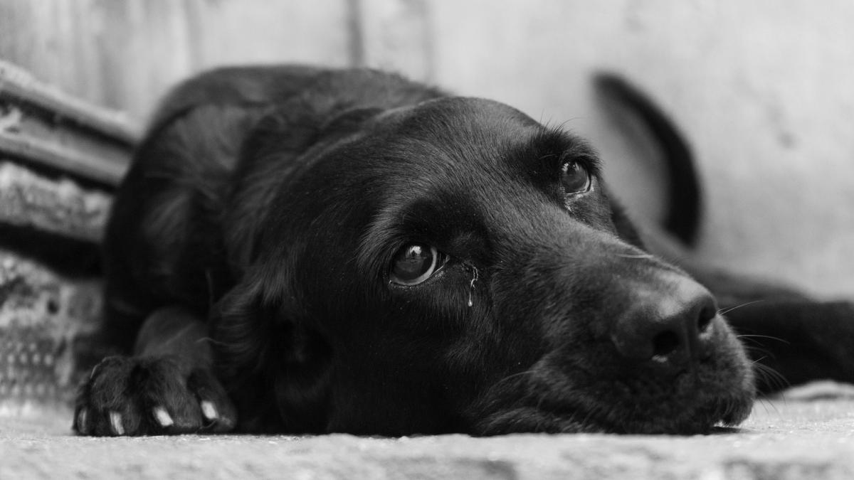 caine_48081100