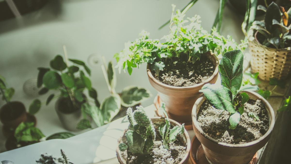 plante_66594100