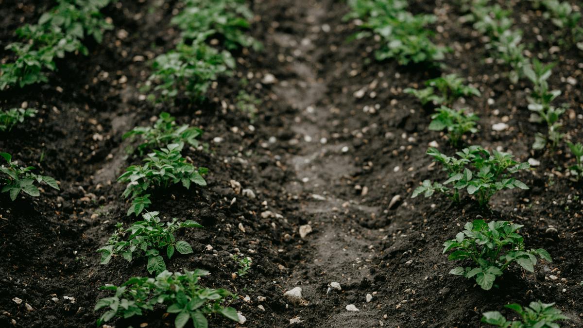 annie-spratt-2qev_moltfk-unsplash_74287600